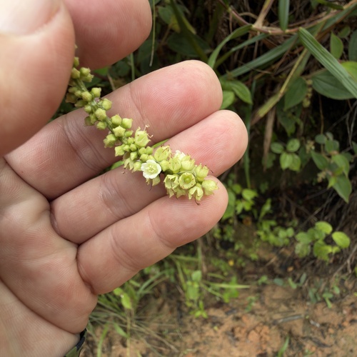 Varronia multispicata