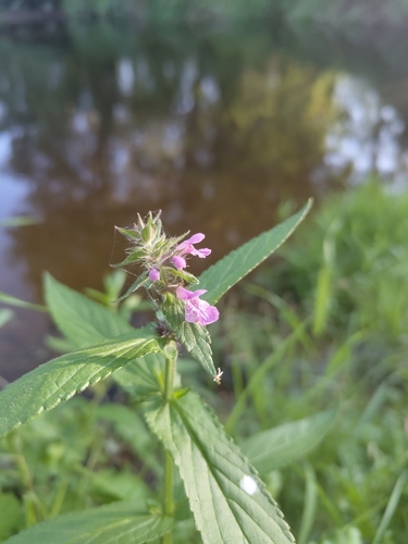 Marsh Woundwort