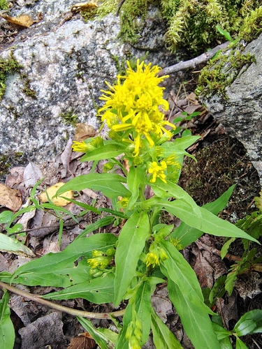 European goldenrod