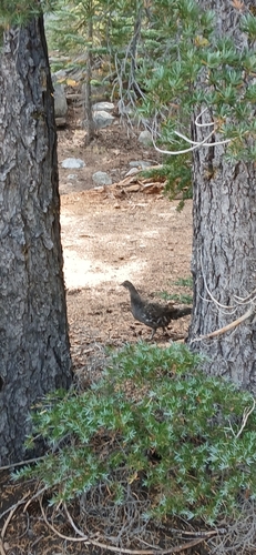 iNaturalist observation photo of Sooty Grouse (Sierra)