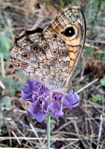 Wall Brown