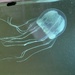Tripedalia maipoensis - Photo (c) calebchoi, all rights reserved