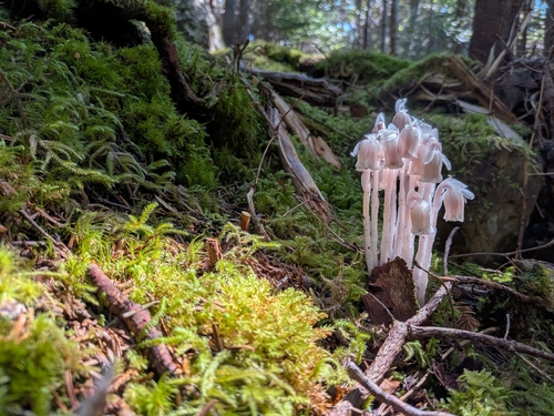 Ghost Pipe