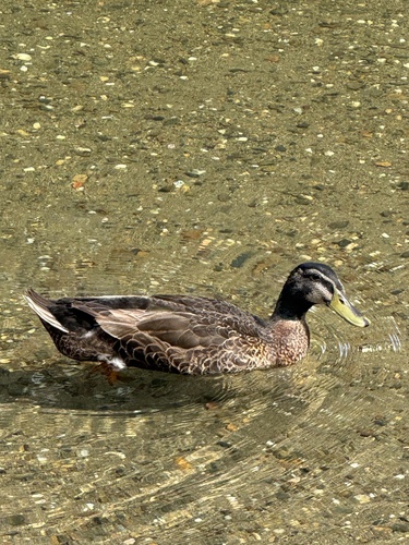 Domestic Mallard