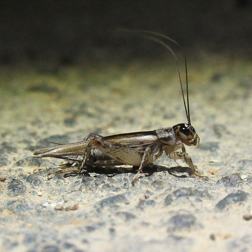 Verge Cricket