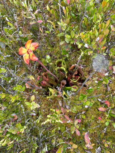 purple pitcher plant