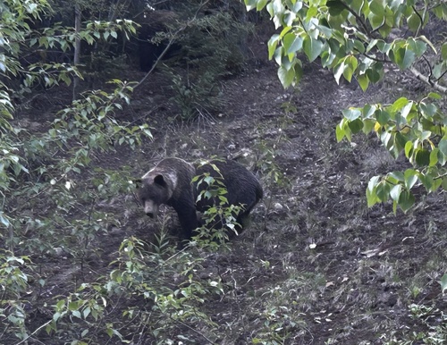 Grizzly Bear sighting near Tumbler Ridge