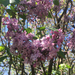 Syringa hyacinthiflora - Photo (c) oleksandram, all rights reserved