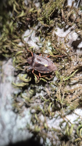 Forest Bug
