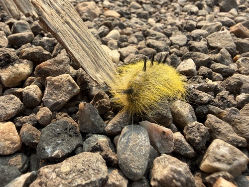 Cottonwood Dagger