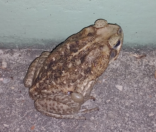 Giant Toad