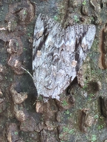 Sad Underwing