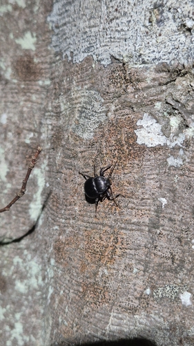 Accanthopus velikensis