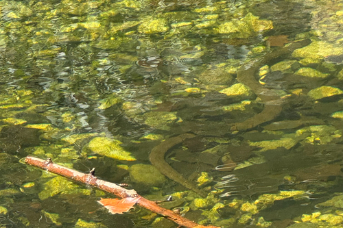 Common Watersnake