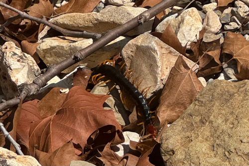 Giant Desert Centipede