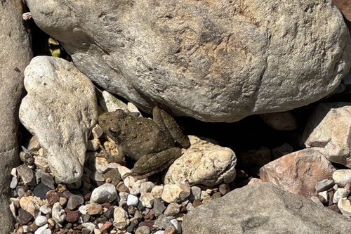 Blanchard's Cricket Frog