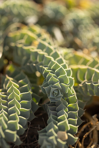 Donkey Tail