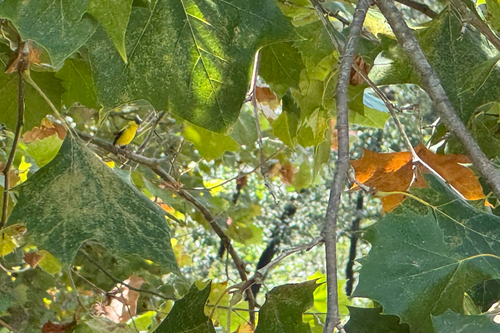 American Goldfinch