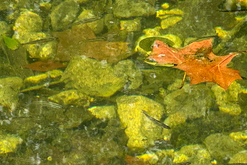 Cardinal Shiner