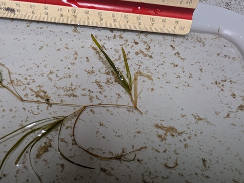 eel-grass pondweed