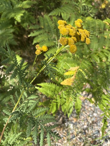 tansy