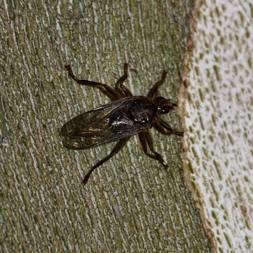 Pigeon Louse Fly