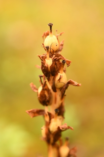 pinesap