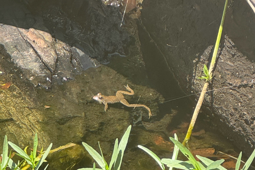 Green Frog