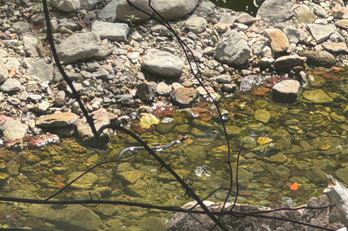 Northern Cottonmouth