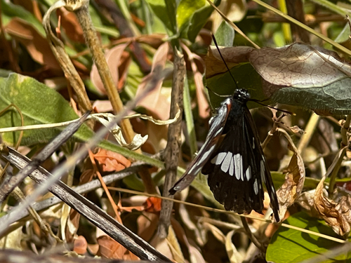 Southern White Admiral