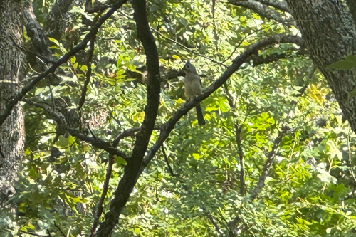 Tufted Titmouse