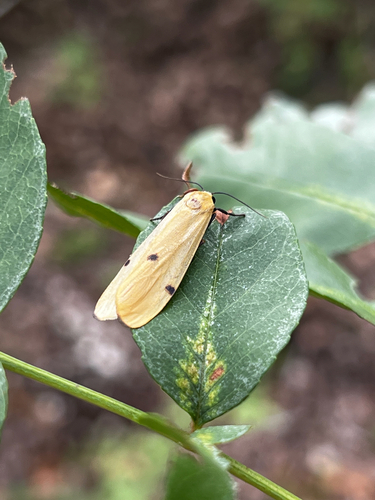 Four-spotted Footman