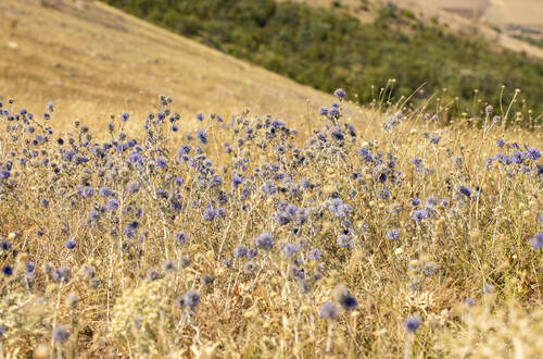 southern globe thistle