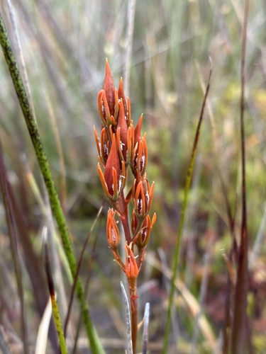 bog asphodel