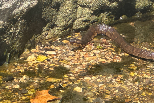 Northern Cottonmouth