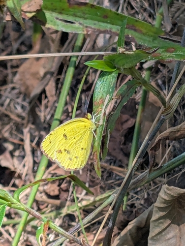 Little Yellow