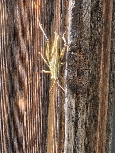 Two-striped Grasshopper
