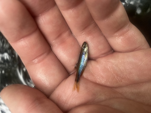 Sailfin Shiner