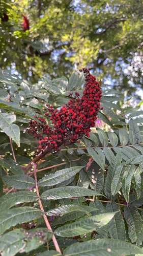 smooth sumac