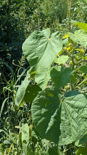 velvetleaf