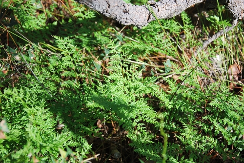 Rock Fern