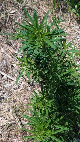 Cannabis
