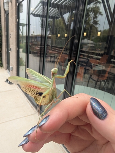 Mediterranean Mantis