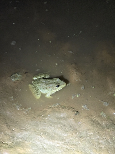 Sahara Frog