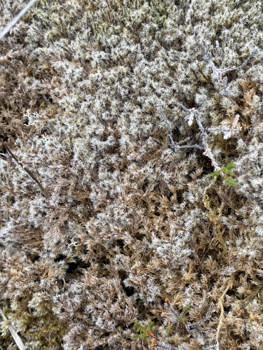 Woolly Fringe-moss