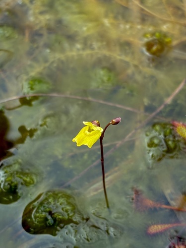 Lesser Bladderwort