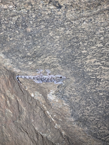 Morocco Wall Gecko