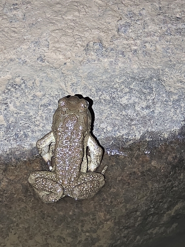 Mauritanian Toad