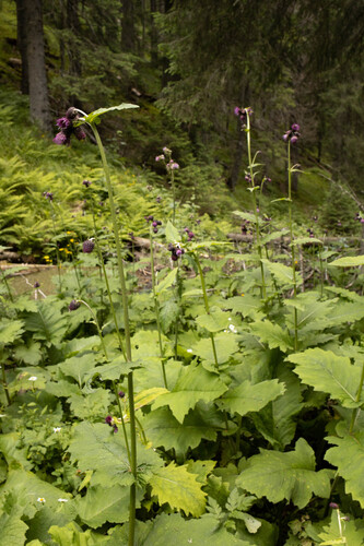 Waldstein's Thistle