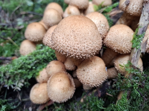 shaggy scalycap